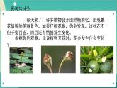 1.5植物生殖方式的多样性第1课时 课件+教案+学案