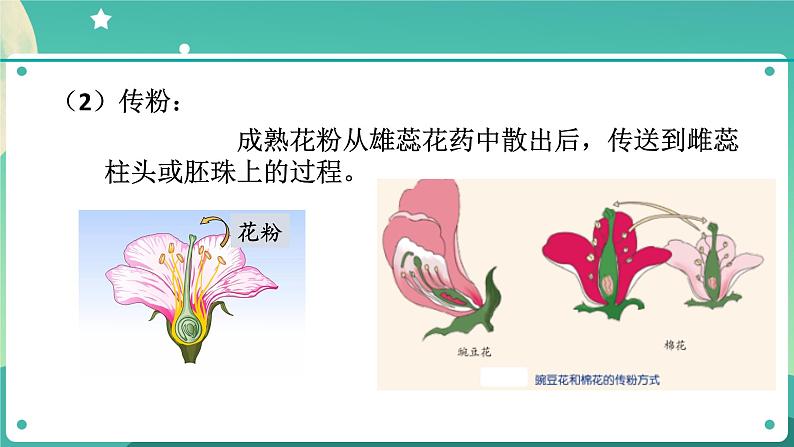 1.5植物生殖方式的多样性第1课时 课件+教案+学案08