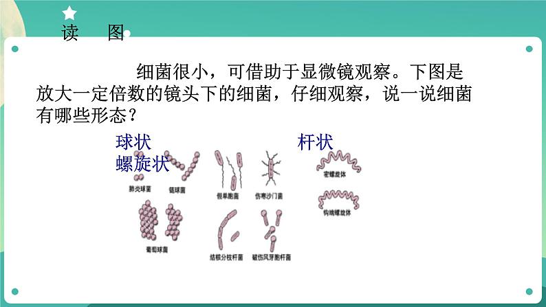 1.6细菌和真菌的繁殖 第1课时 课件+教案+学案05