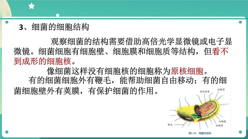 1.6细菌和真菌的繁殖 第1课时 课件+教案+学案08