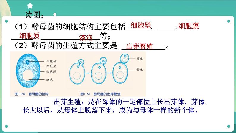 ZJ版科学七下1.6细菌和真菌的繁殖（2）第5页