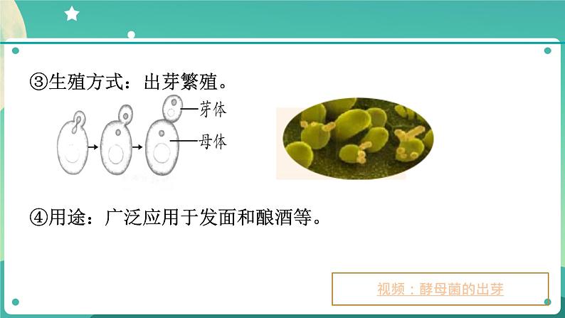 ZJ版科学七下1.6细菌和真菌的繁殖（2）第7页