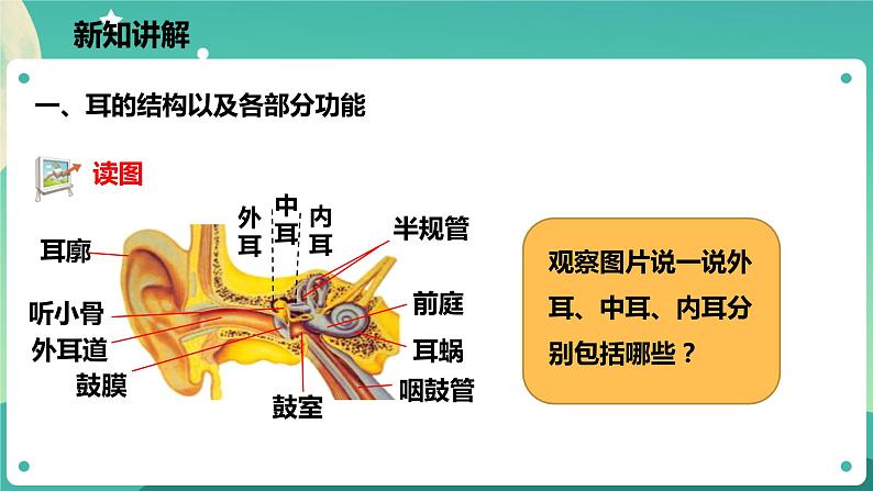 2.3耳和听觉 第1课时 课件+教案+学案03