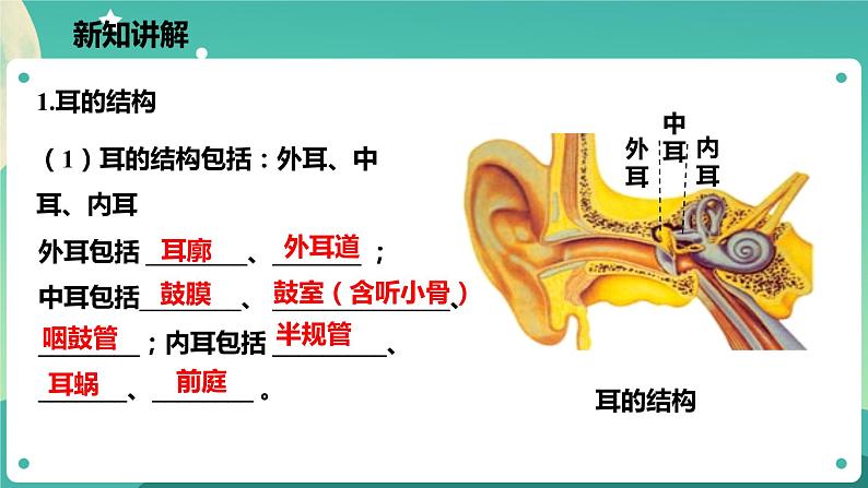 2.3耳和听觉 第1课时 课件+教案+学案04