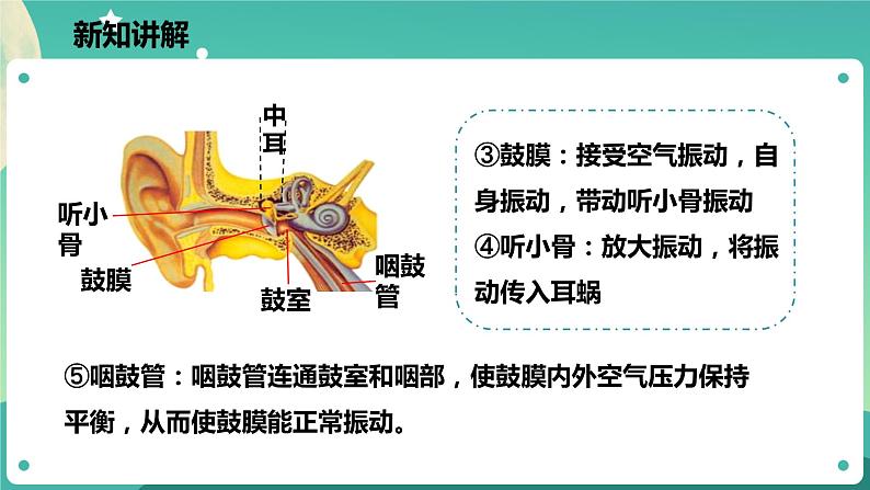 2.3耳和听觉 第1课时 课件+教案+学案06