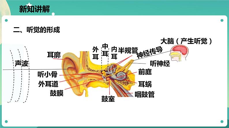 2.3耳和听觉 第1课时 课件+教案+学案08