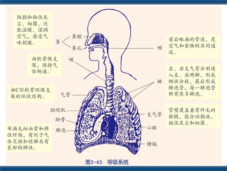 3.5  生物的呼吸和呼吸作用（课件 ）04