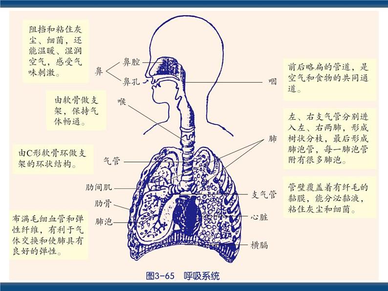 3.5  生物的呼吸和呼吸作用（课件 ）第4页