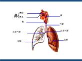3.5  生物的呼吸和呼吸作用（课件 ）