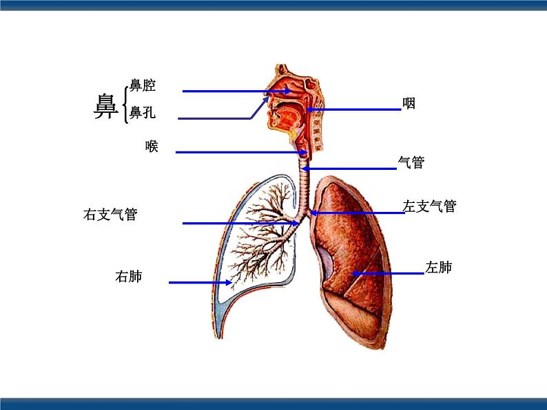 3.5  生物的呼吸和呼吸作用（课件 ）第5页