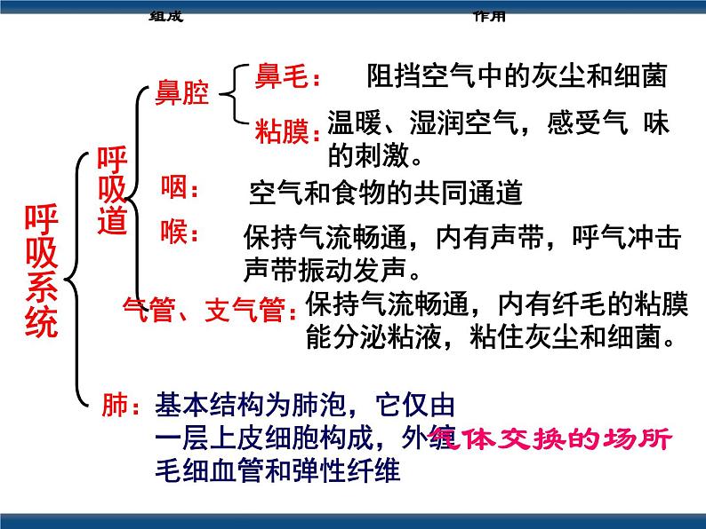 3.5  生物的呼吸和呼吸作用（课件 ）第6页