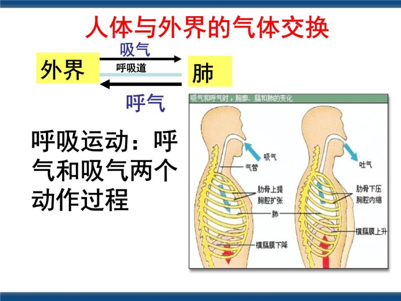 3.5  生物的呼吸和呼吸作用（课件 ）07