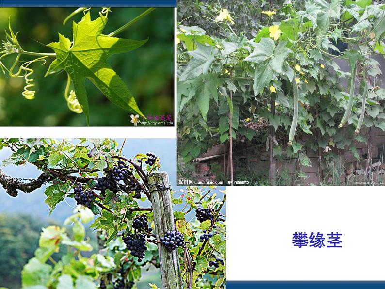 4.4-植物的茎与物质运输（课件）第6页