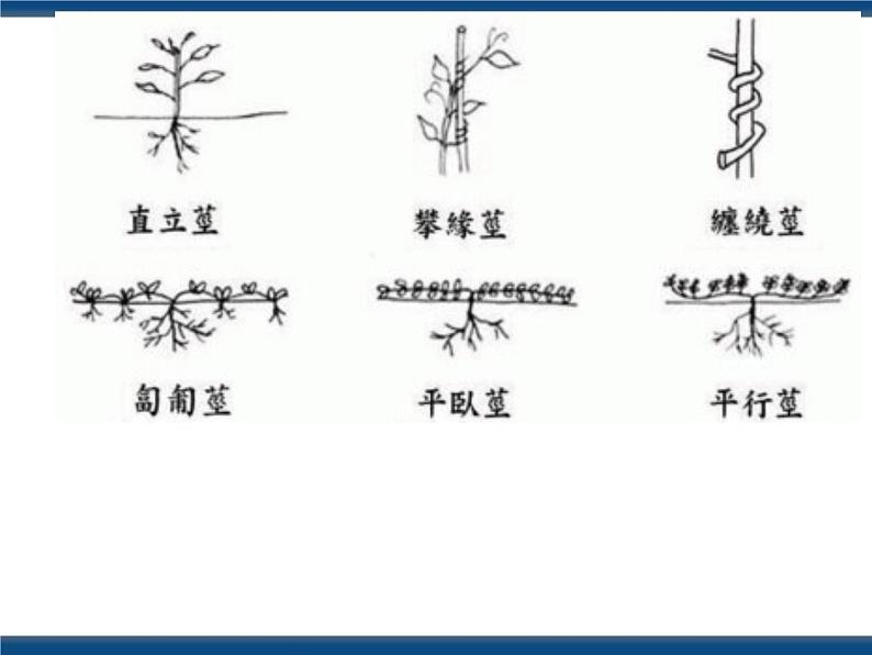 4.4-植物的茎与物质运输（课件）第8页