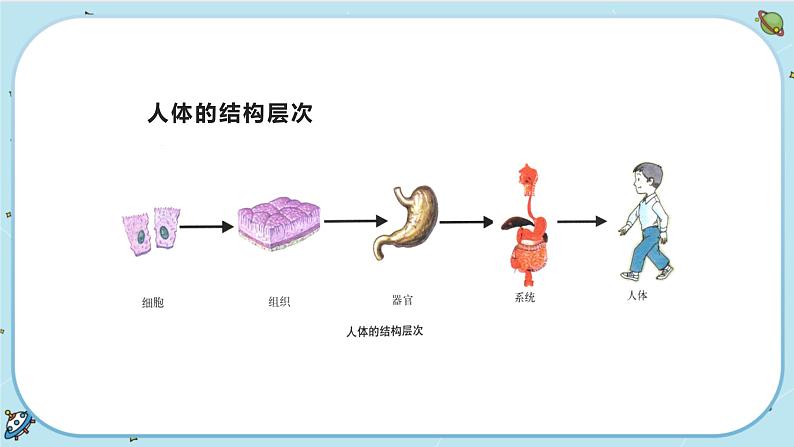 3.5  人的运动系统和保健（课件PPT）02