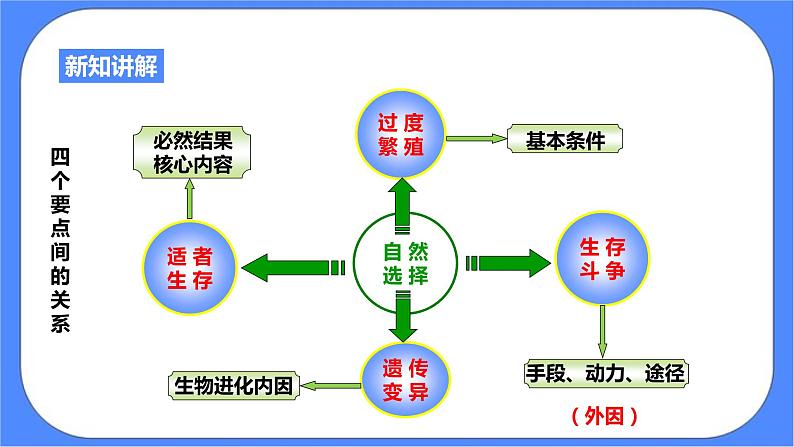 1.4《生物的进化 第2课时》PPT课件+教案+练习+素材 浙教版九年级科学下册08