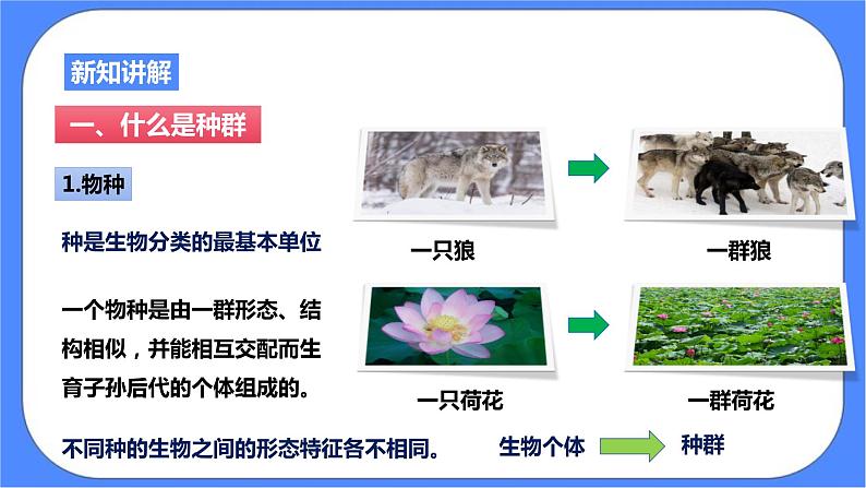 2.2《种群》PPT课件+教案+练习+素材 浙教版九年级科学下册03