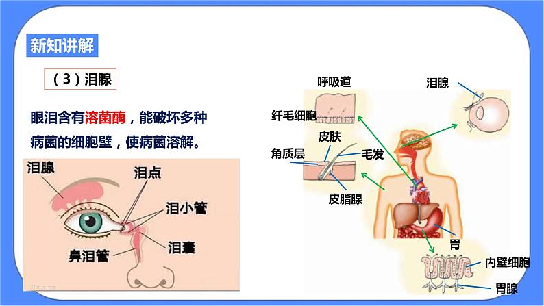 3.3《身体的防卫 第1课时》PPT课件+教案+练习 浙教版九年级科学下册05