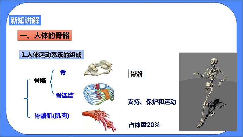 3.5《人的运动系统和保健 第1课时》PPT课件+教案+练习 浙教版九年级科学下册03