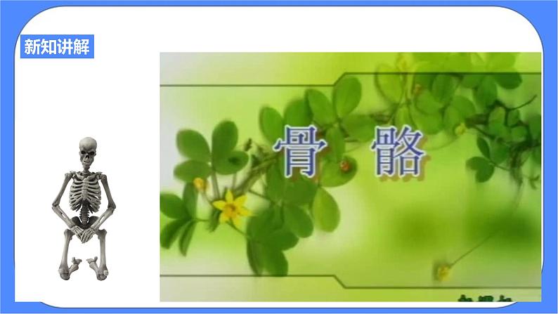 3.5《人的运动系统和保健 第1课时》PPT课件+教案+练习 浙教版九年级科学下册04