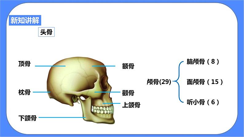 3.5《人的运动系统和保健 第1课时》PPT课件+教案+练习 浙教版九年级科学下册06