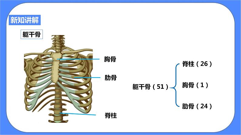 3.5《人的运动系统和保健 第1课时》PPT课件+教案+练习 浙教版九年级科学下册07