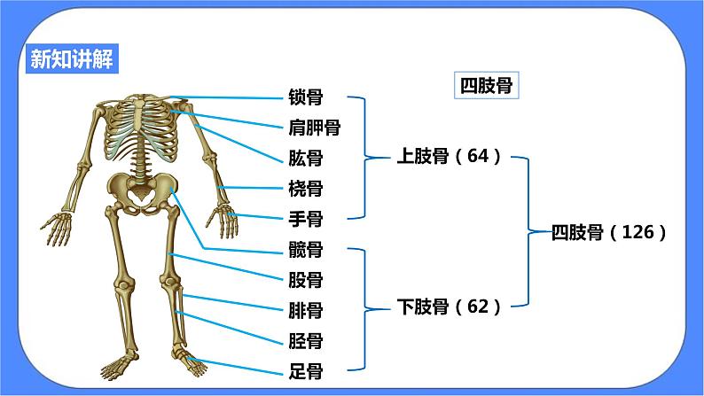 3.5《人的运动系统和保健 第1课时》PPT课件+教案+练习 浙教版九年级科学下册08