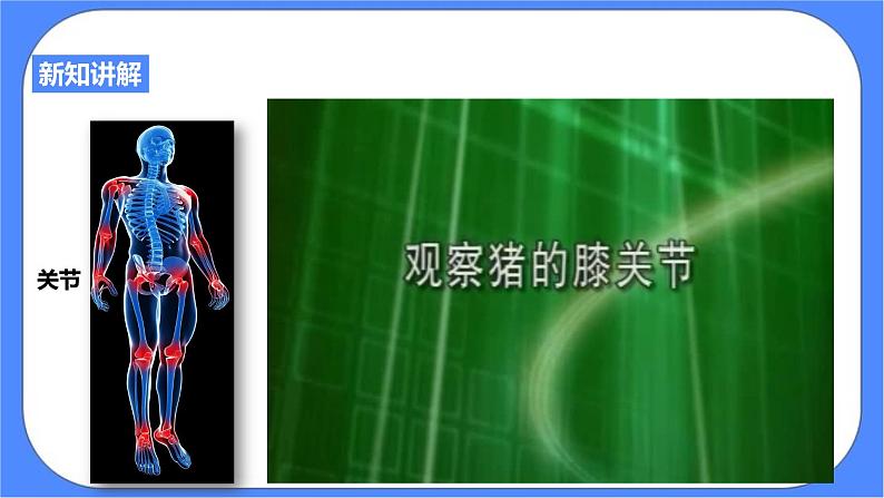 3.5《人的运动系统和保健 第2课时》PPT课件+教案+练习 浙教版九年级科学下册04