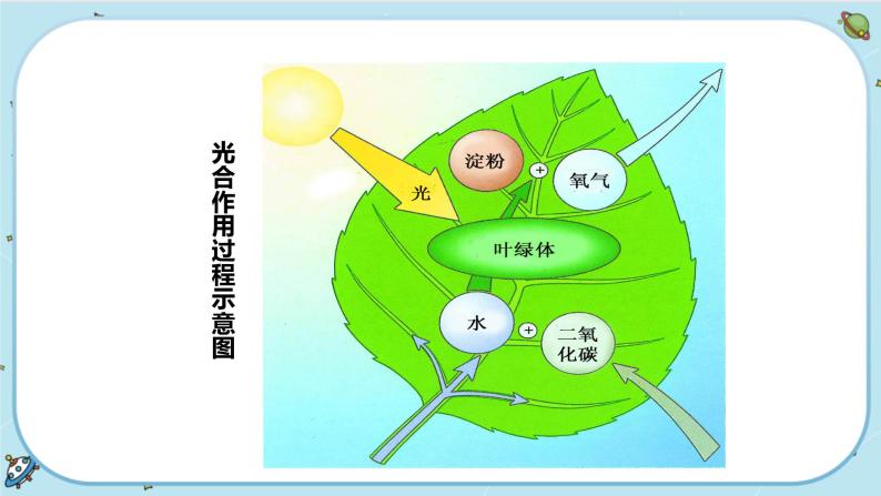 3.6《光合作用》课件+教案+练习06