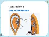 1.1 新生命的诞生（课件PPT+练习含答案）