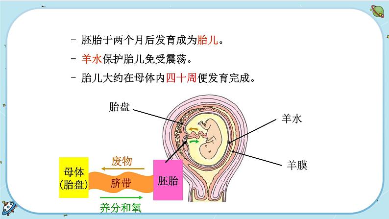 1.1 新生命的诞生（课件PPT+练习含答案）07