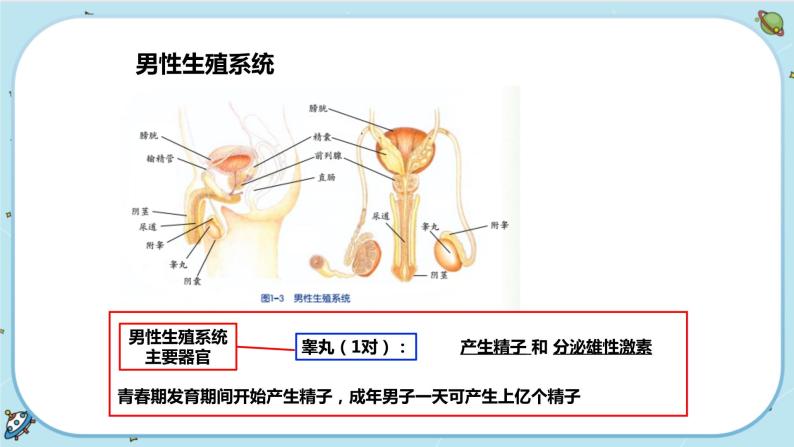 1.1 新生命的诞生（课件PPT+练习含答案）05