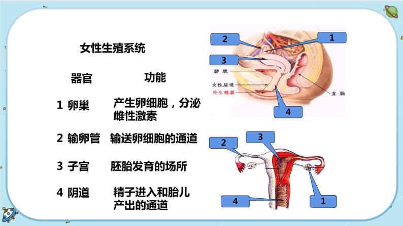 1.1 新生命的诞生（课件PPT+练习含答案）08