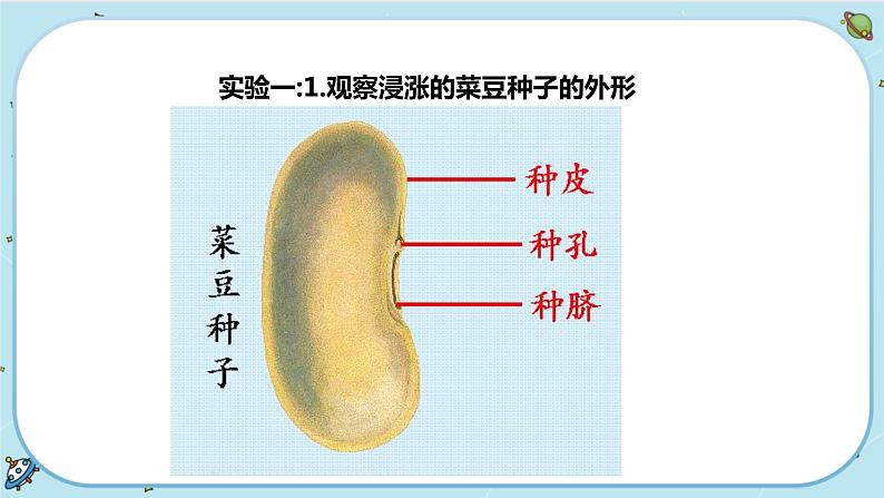 1.4 植物的一生（课件PPT+练习含答案）03