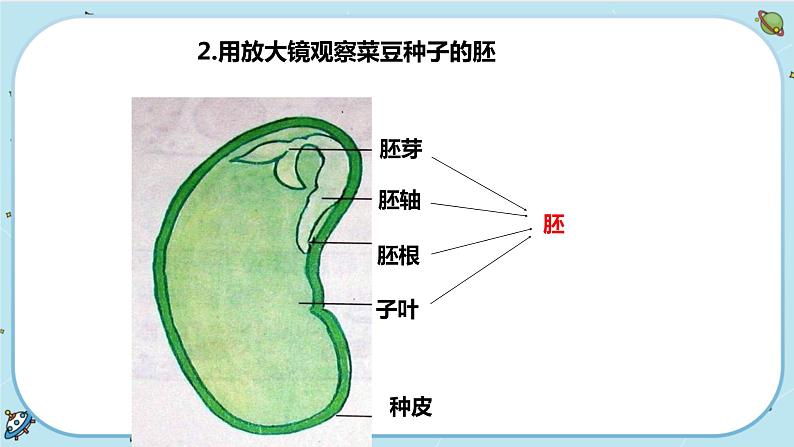 1.4 植物的一生（课件PPT+练习含答案）04