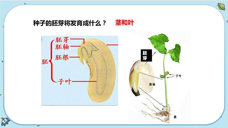 第4节  植物的一生第7页