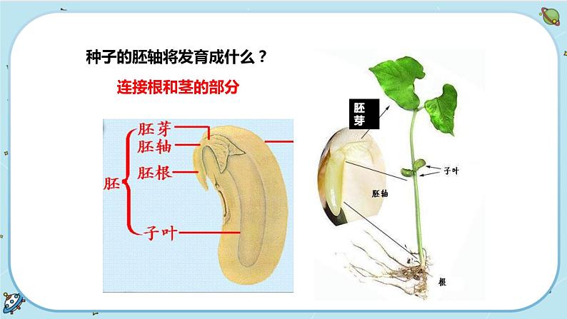 第4节  植物的一生第8页