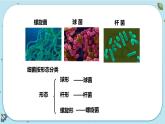 1.6 细菌和真菌的繁殖（课件PPT+练习含答案）