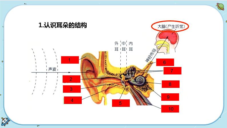 2.3 耳和听觉（课件PPT+练习含答案）02