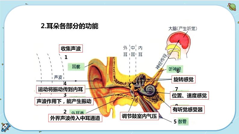 2.3 耳和听觉（课件PPT+练习含答案）04