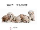 2022-2023学年浙教版科学七年级上册2.4常见的动物课件