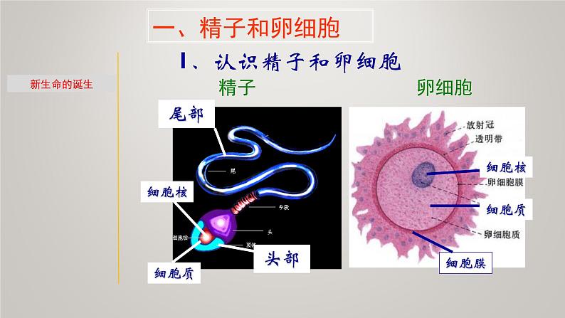 1.1 新生命的诞生&走向成熟-七年级科学下册知识点讲解与规律总结（浙教版）课件PPT04