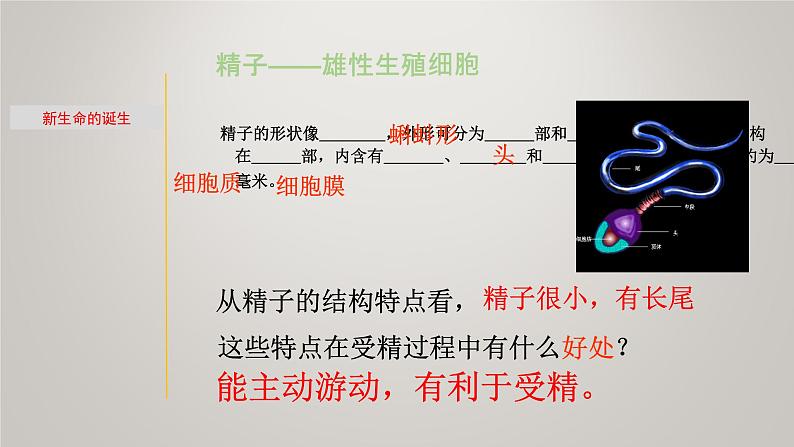 1.1 新生命的诞生&走向成熟-七年级科学下册知识点讲解与规律总结（浙教版）课件PPT06