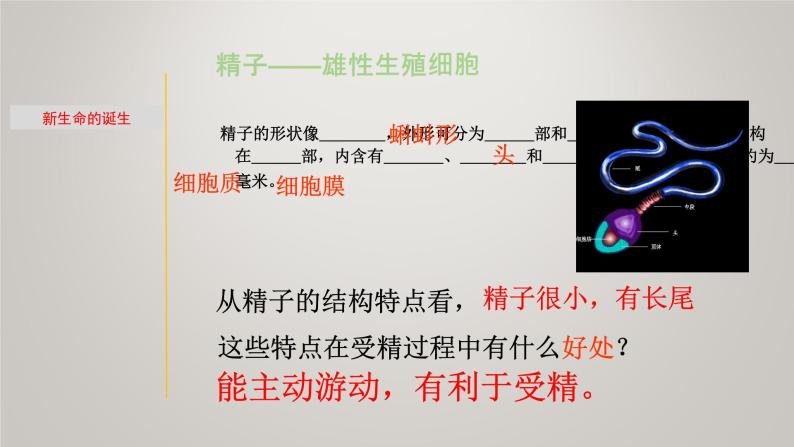 1.1 新生命的诞生&走向成熟-七年级科学下册知识点讲解与规律总结（浙教版）课件PPT06