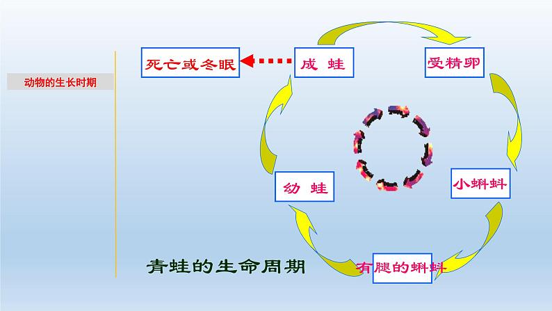 1.2 动物的生长时期-七年级科学下册知识点讲解与规律总结（浙教版）课件PPT04