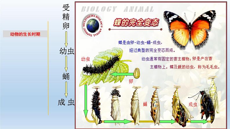 1.2 动物的生长时期-七年级科学下册知识点讲解与规律总结（浙教版）课件PPT08