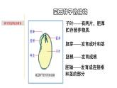 1.3 植物的一生-七年级科学下册知识点讲解与规律总结（浙教版）课件PPT