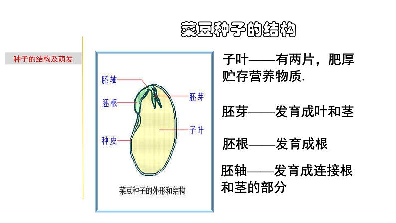 1.3 植物的一生-七年级科学下册知识点讲解与规律总结（浙教版）课件PPT05