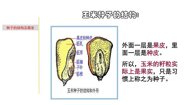 1.3 植物的一生-七年级科学下册知识点讲解与规律总结（浙教版）课件PPT06