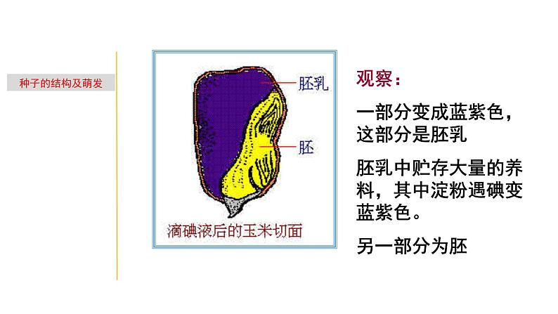 1.3 植物的一生-七年级科学下册知识点讲解与规律总结（浙教版）课件PPT07